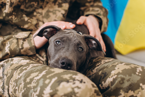 Fotografie A Ukrainian soldier in military uniform is sitting on a sofa with his faithful friend, an Amstaff dog, on the background yellow and blue flag