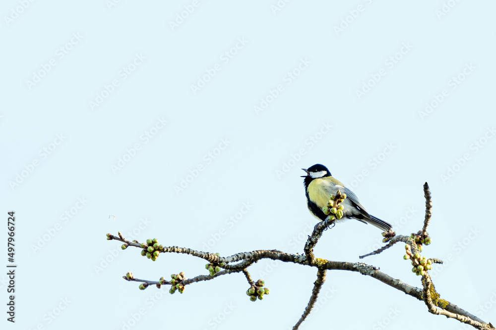 Obraz premium Singende Kohlmeise