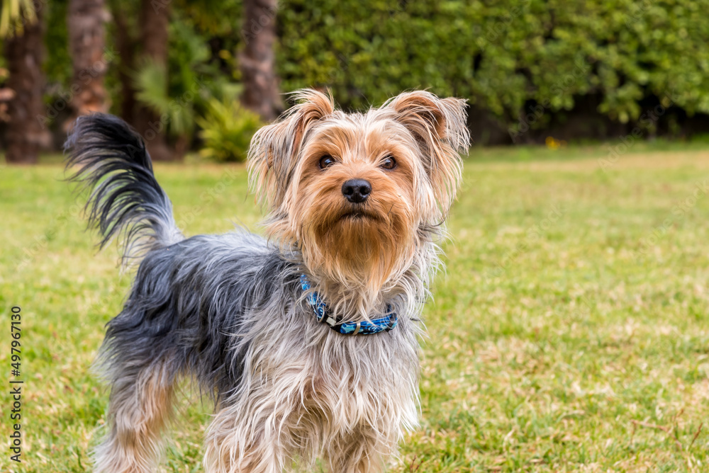 Portrait of Yorkshire Terrier in the garden. Portrait of Yorkshire Terrier in the garden.