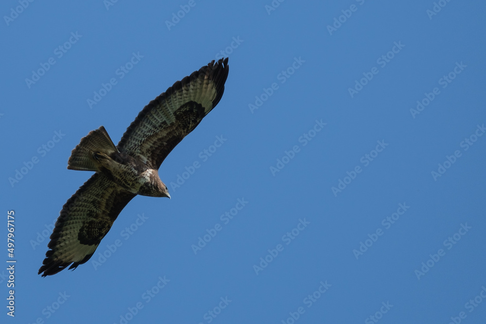 Common Buzzard (Buteo buteo), Lagan River, Belfast, Northern Ireland, UK Common Buzzard (Buteo buteo), Lagan River, Belfast, Northern Ireland, UK