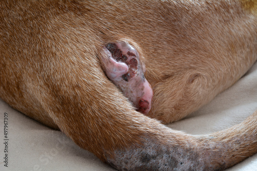 Perianal adenoma in an old dog. The healing process of anal adenoma after castration. 14 days after castration. Paraanal glands of a dog. Health of dogs. Pet care.
