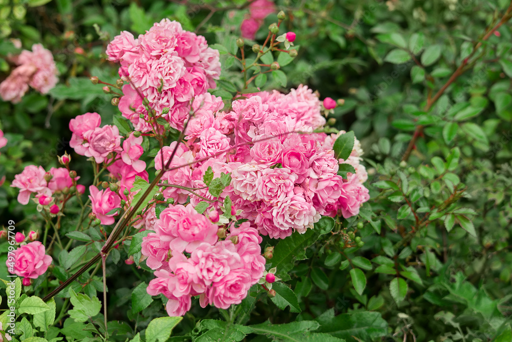 Beautiful pink climbing roses in spring in the garden Beautiful pink climbing roses in spring in the garden