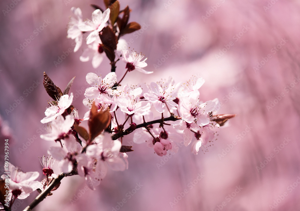 Japanese sakura flowers close-up. Pink flowers on a tree. Spring flowers, beautiful nature blooming.