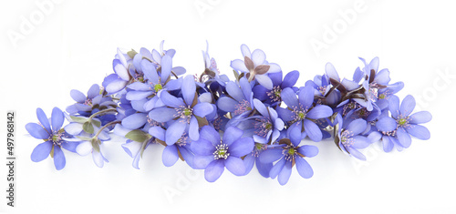 First spring flowers,  Anemone hepatica isolated on white background. Border blue violet wild forest flowers liverwort.
