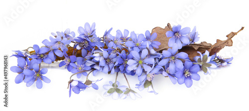 Photos First spring flowers,  Anemone hepatica isolated on white background