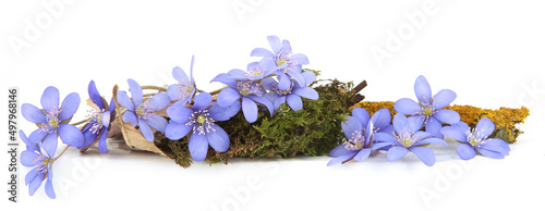 Obraz na plátně First spring flowers,  Anemone hepatica isolated on white background