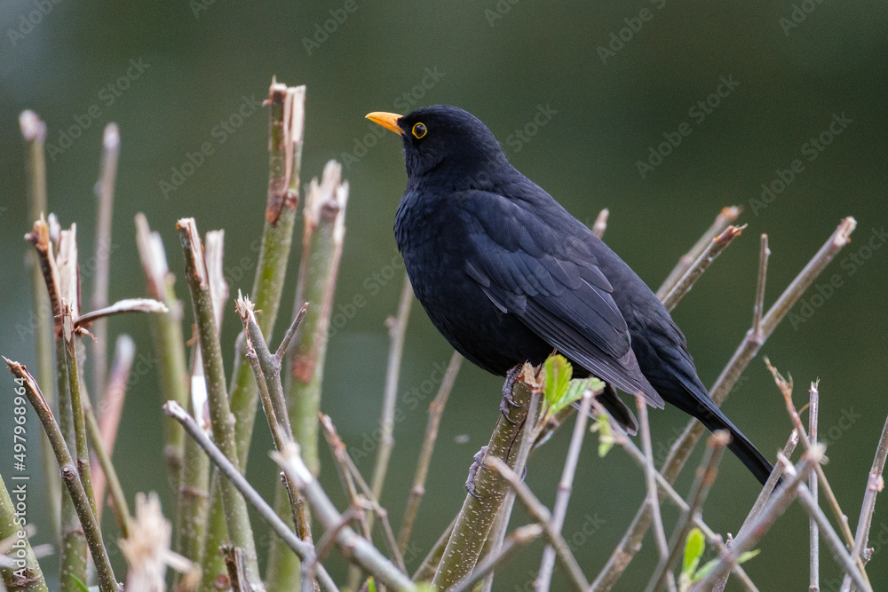 Eurasian Blackbird (Turdus merula), Victoria Park, Belfast, Northern Ireland, UK Eurasian Blackbird (Turdus merula), Victoria Park, Belfast, Northern Ireland, UK