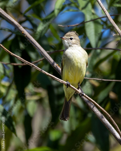 A Yellow-bellied Elaenia also know as Guaracava perched on the branches of a tree. Species Elaenia flavogaster. Animal world. Birdwatching. Flycatcher. photo