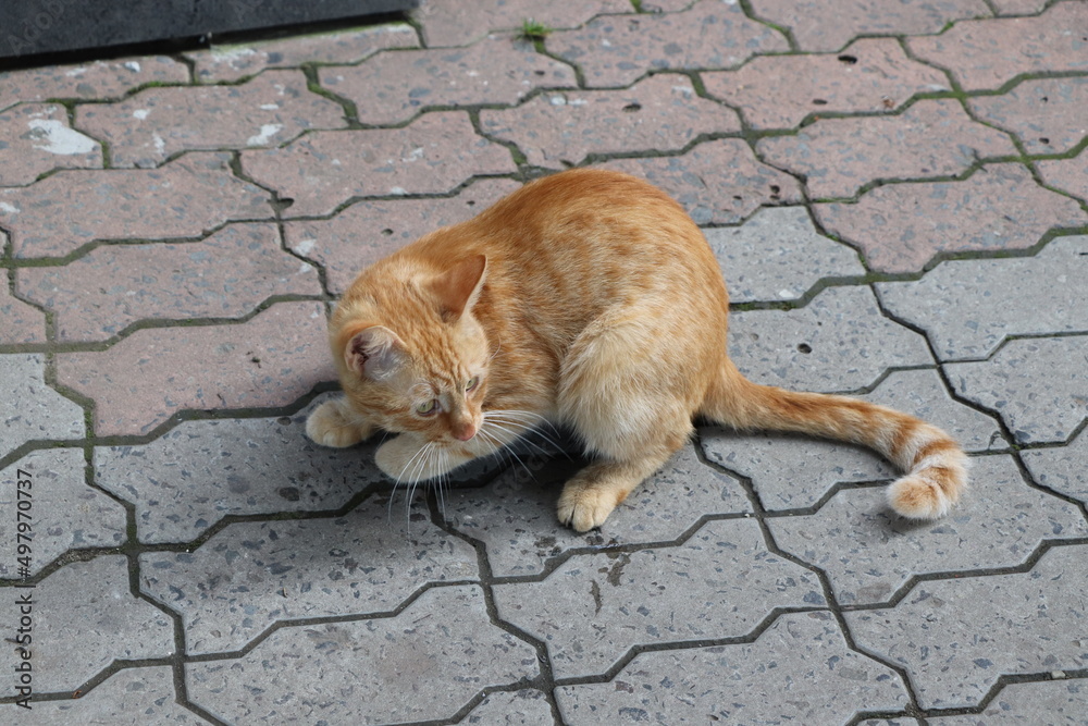 Fototapeta premium Red stray cat sits on a stone tile
