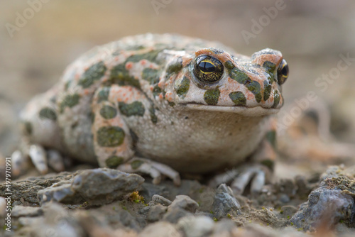 Green Toad (Bufotes viridis) resting on the ground