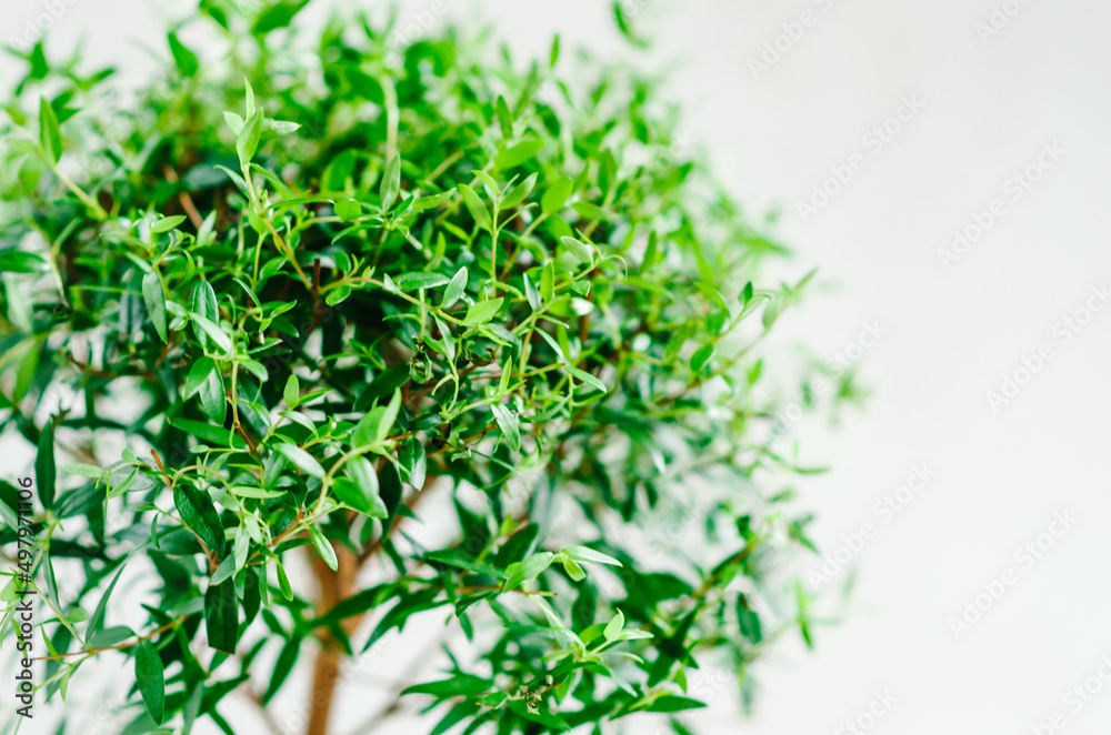 myrtle tree on white background myrtle tree on white background