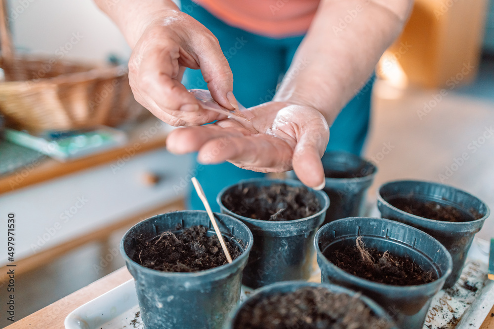 Farmers woman hands with gardening gloves planting seeds in pot at home Farmers woman hands with gardening gloves planting seeds in pot at home