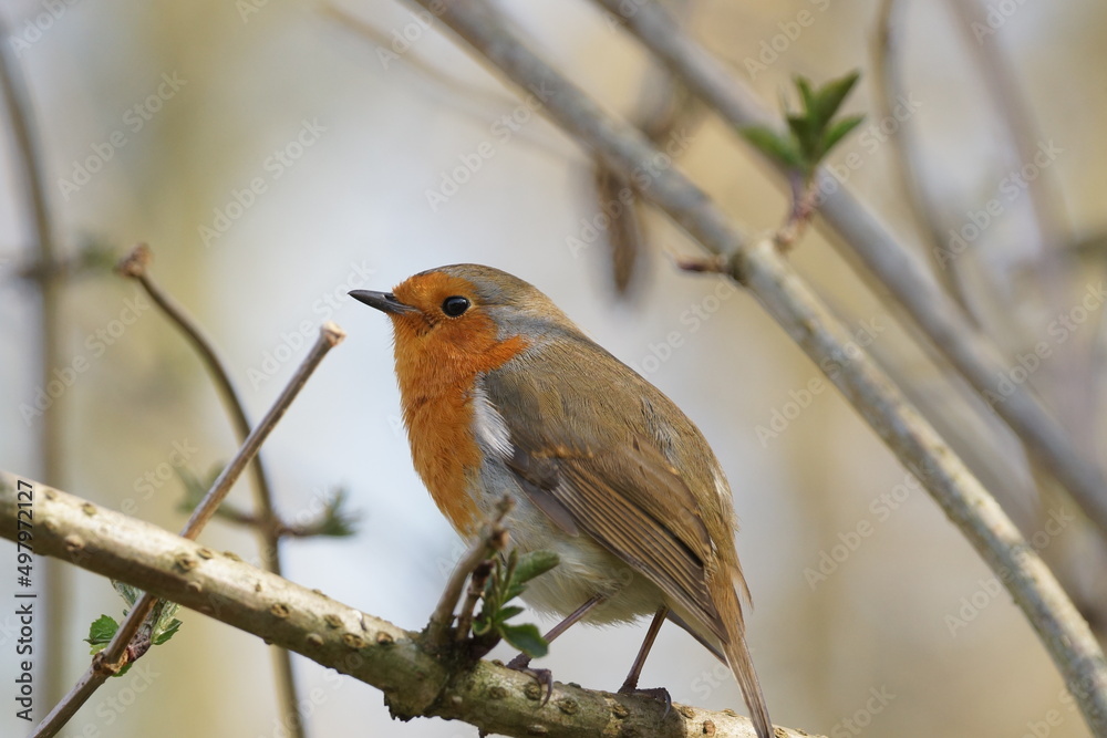 Robin on a branch Robin on a branch
