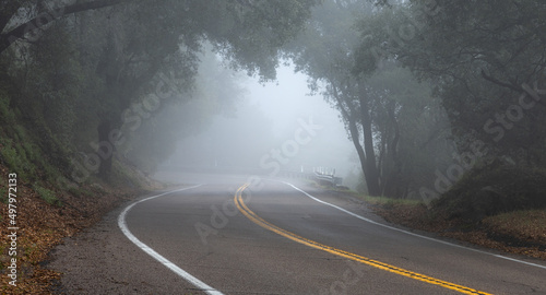 mountain road leads to canopy and dense fog and whiteout conditions