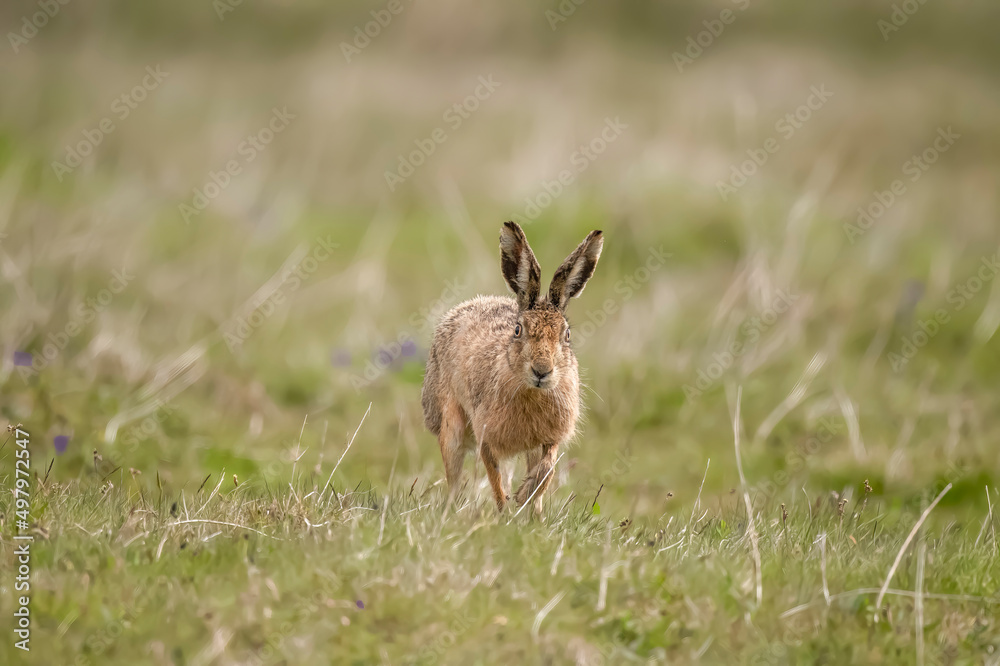 Brown hare juvenile, close up, running forwards on the grass in the summer time Brown hare juvenile, close up, running forwards on the grass in the summer time