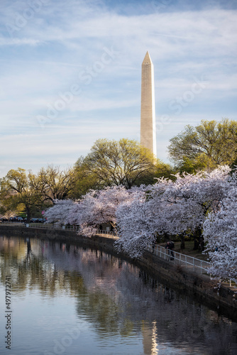 Cherry Blossoms, springtime greens, and morning light along the Tidal Basin with the Washington Monument in the background in Washington D.C.