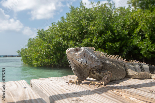 An iguana enjoying the warm Aruban sun on a pier in the Caribbean Sea. photo