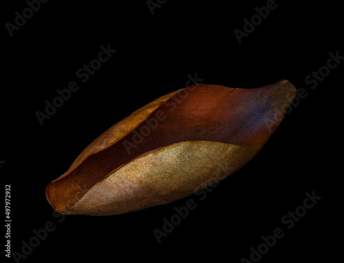 fine art rendition of dead magnolia leaf