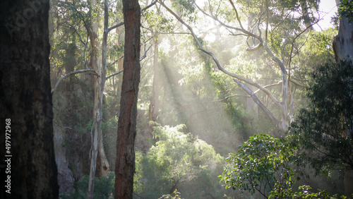 Karri Tree Forest near Pemberton, Western Australia.