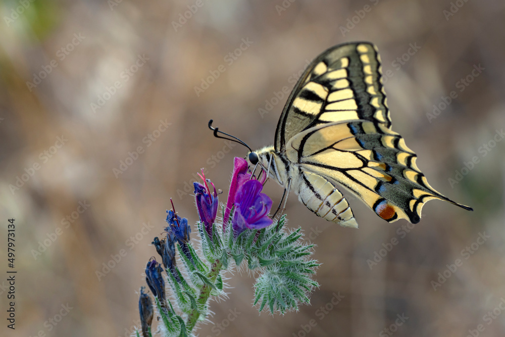 Macro shots, Beautiful nature scene. Closeup beautiful butterfly sitting on the flower in a summer garden. Macro shots, Beautiful nature scene. Closeup beautiful butterfly sitting on the flower in a summer garden.