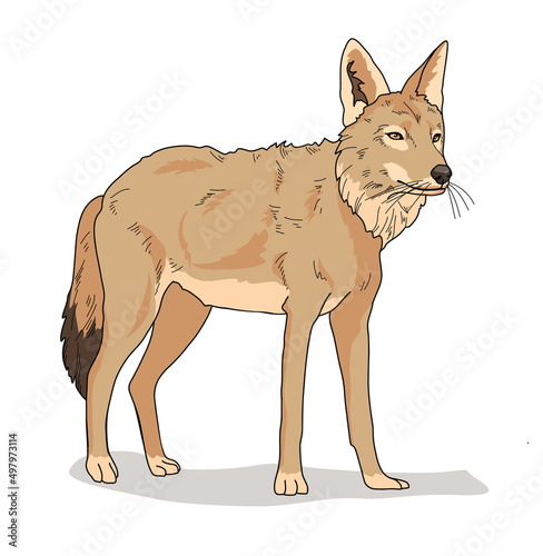 Jackal of wild animal living in nature with a print texture of the skin