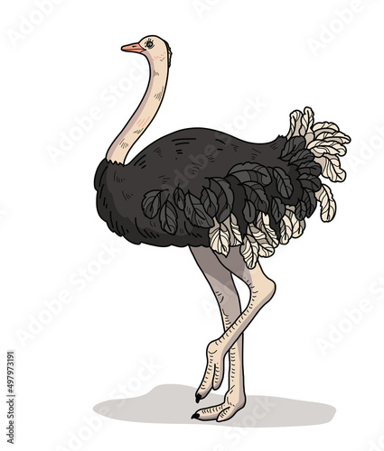 Ostrich of wild animal living in nature with a print texture of the skin