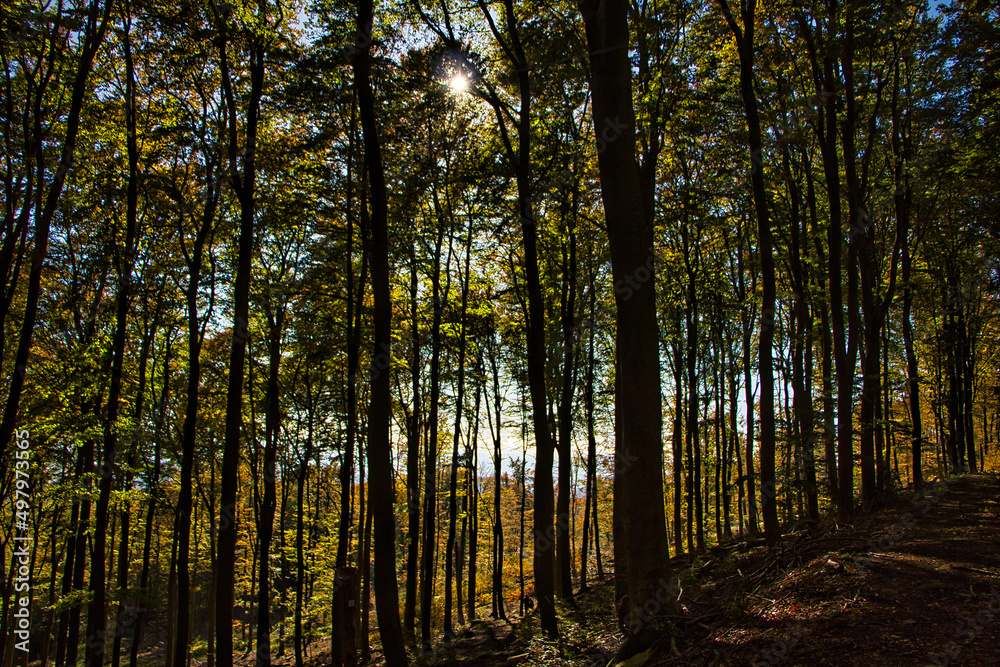 Naklejka premium Waldlandschaft im Frühling 