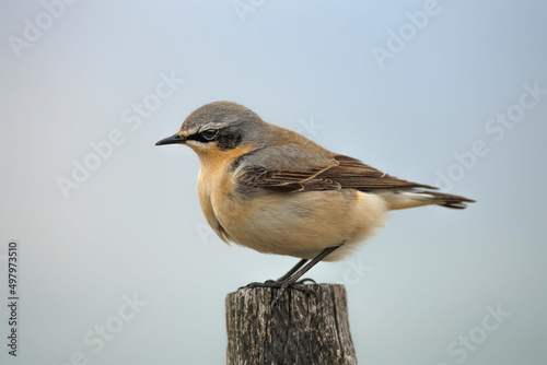 A wheatear, perched on a fence post in the Springtime