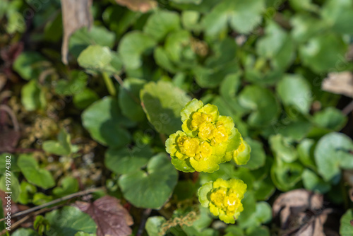 Against a decaying fallen log  the vivid green and gold of a marsh marigold bring life to the dark muddy floor.
