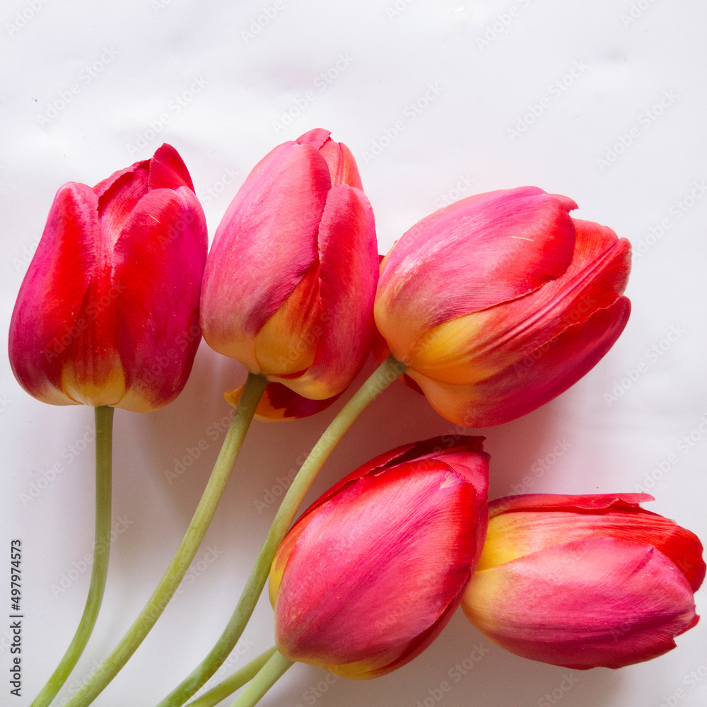 Fototapeta premium Beautiful art photo with red flower tulip on a white background. Floral spring, summer template for text. For wedding invitation, Mothers Day, 8 March, greeting card, covers