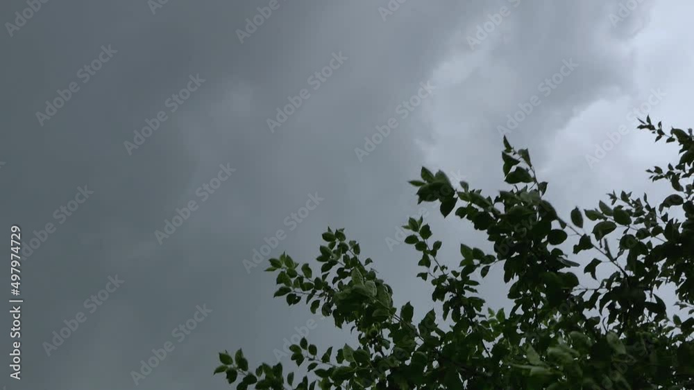The wind bends the tree against the overcast gray sky. Tree branches with green leaves against a dark rainy sky. The tree sways against the dark sky before it rains. The wind bends the tree against the overcast gray sky. Tree branches with green leaves against a dark rainy sky. The tree sways against the dark sky before it rains.