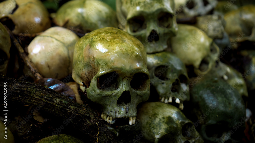 Many green human skulls and bones lying on the ground in the forest, covered in moss in an old abandoned cemetery Many green human skulls and bones lying on the ground in the forest, covered in moss in an old abandoned cemetery