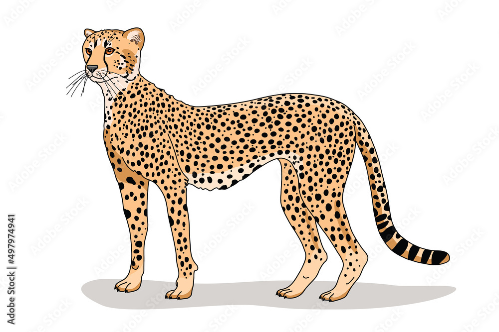 Gepard head of wild animal living in nature with a print texture of the  skin Stock Vector | Adobe Stock
