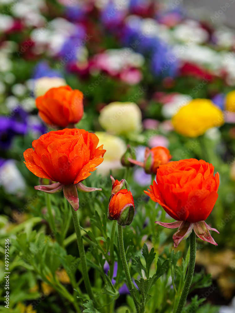 Obraz premium Orange flowers