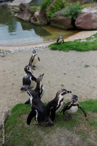 penguins in the zoo
