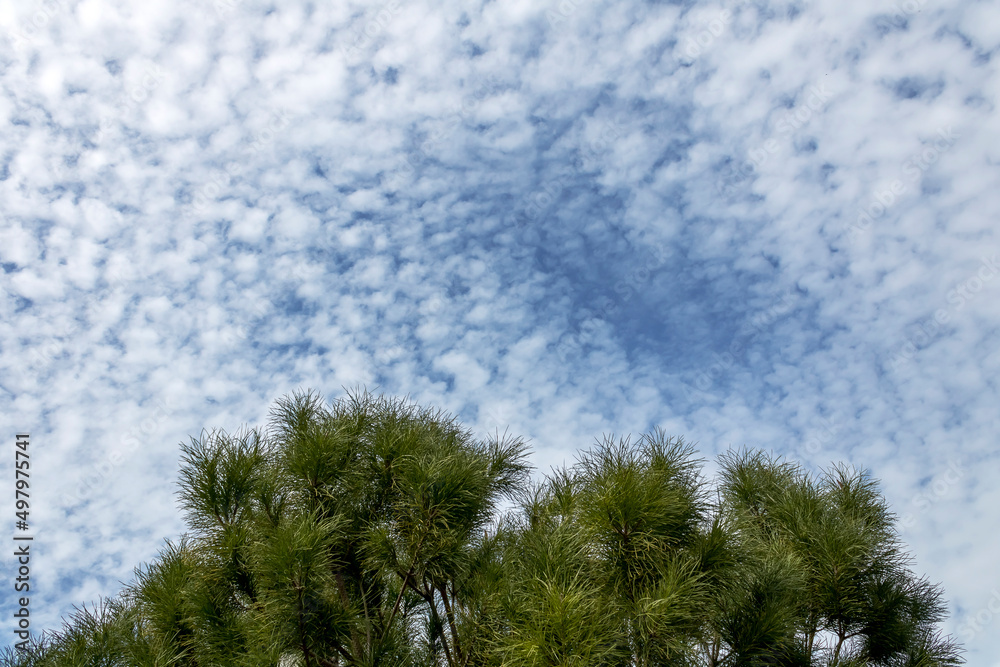 Pine tree branches with long green needles and blue sky with white altocumulus clouds above - obrazy, fototapety, plakaty 