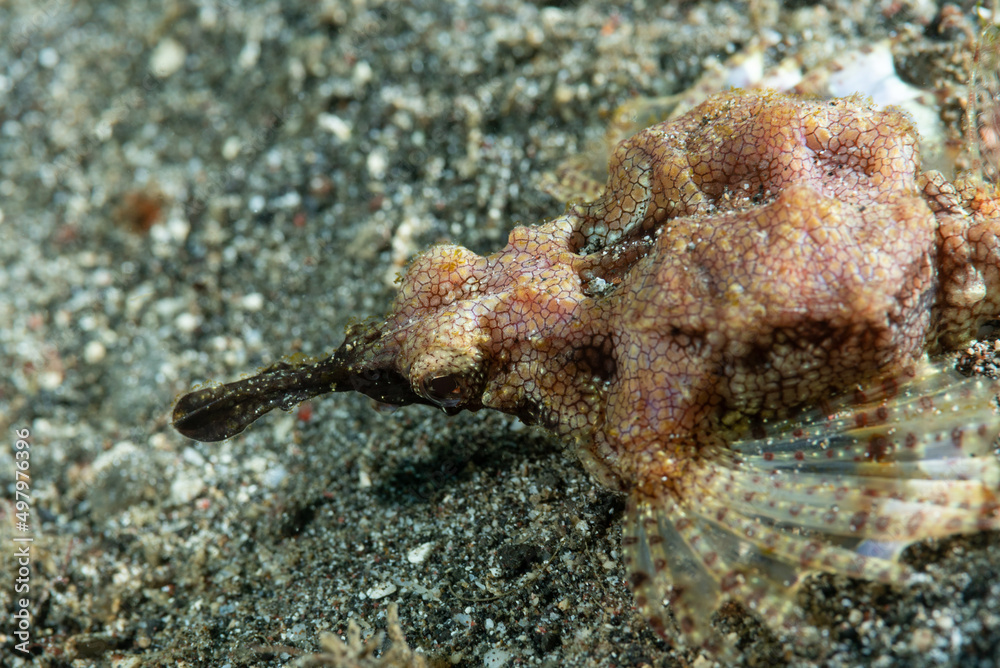 Primo piano di un piccolo pesce drago, Eurypegasus draconis, su sabbia nera Primo piano di un piccolo pesce drago, Eurypegasus draconis, su sabbia nera