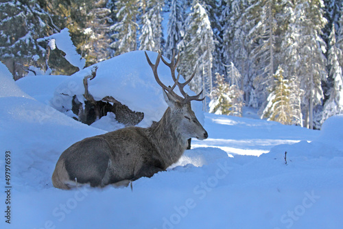 Cervo a riposo nella neve; le battaglie per le femmine sono finite photo