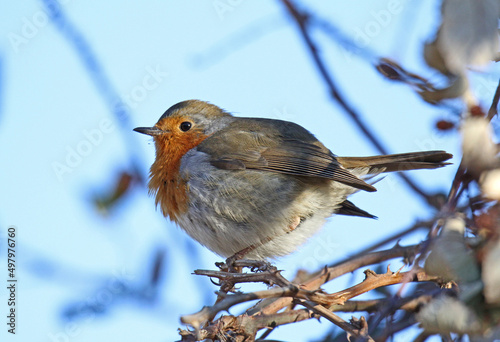 pettirosso (Erithacus rubecula) su un ramo spoglio