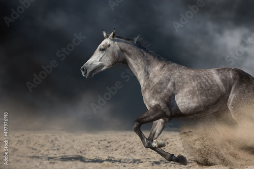 Fototapeta Naklejka Na Ścianę i Meble -  Grey arabian horse portrait