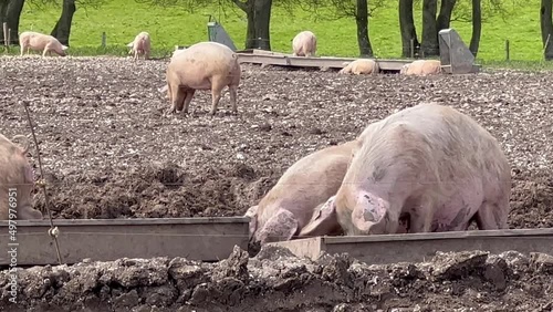 free range landrace pigs dining at the feeding trough, sunny day photo