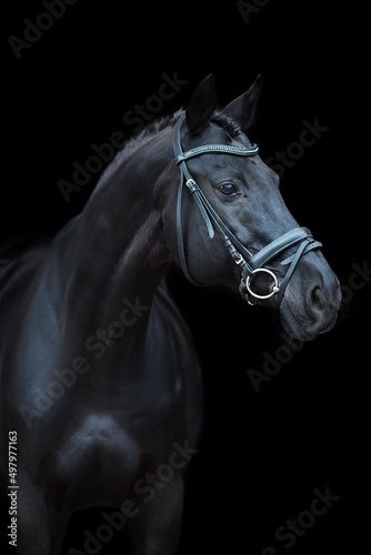 Horse portrait in bridle