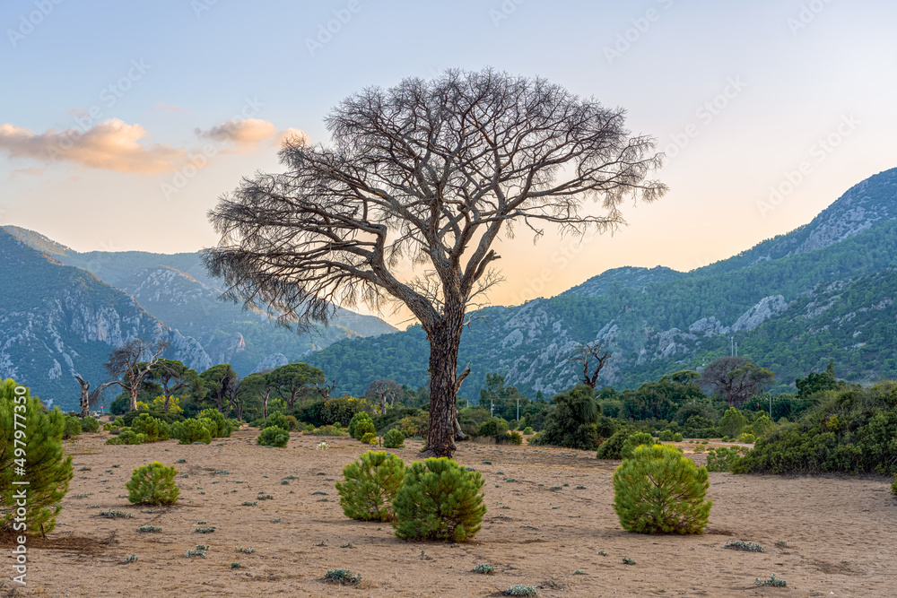 Fototapeta premium Coastline in Cirali village, lonely old tree and young pine trees on the beach at sunrise. Care for nature. Antalya province, Turkey.