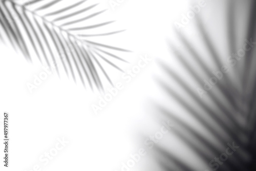 The shadow of a palm leaf against a white wall.