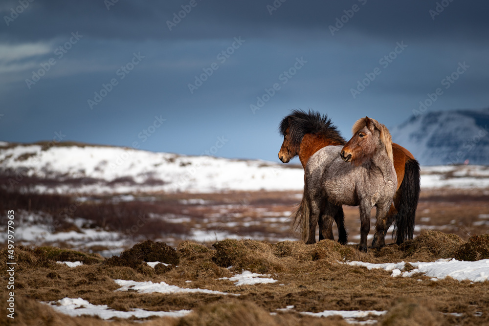 Foto Icelandic Horse