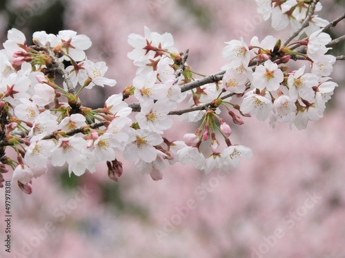 桜