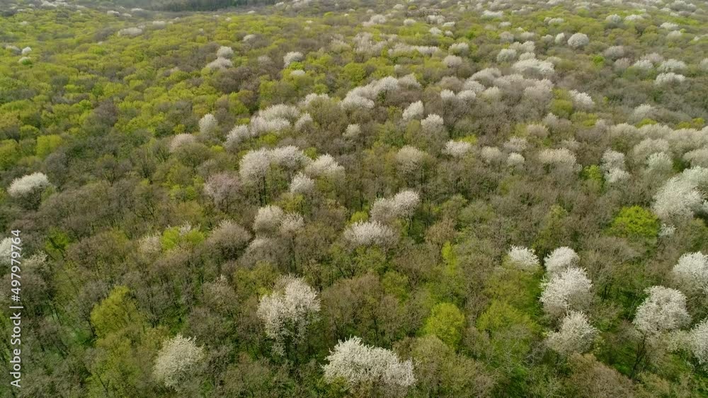 Flight over the spring Ukrainian forest. The crowns of the trees are covered with small green leaves. Forest cherries are blooming. Aerial view. Flight over the spring Ukrainian forest. The crowns of the trees are covered with small green leaves. Forest cherries are blooming. Aerial view.