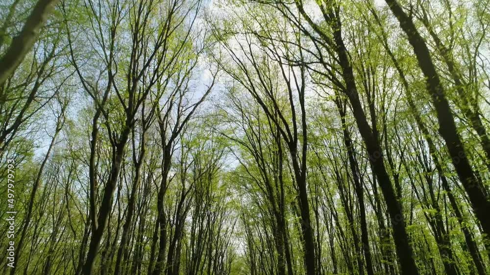 Ukrainian spring forest. Trees with small leaves on sky background. The camera moves along tree trunks. Ukrainian spring forest. Trees with small leaves on sky background. The camera moves along tree trunks.