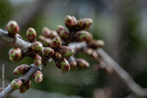 Buds on a twig close-up. Spring buds on the cherry tree. Blurred background.