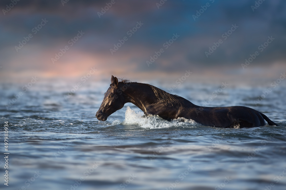 Fototapeta premium Black stallion run in water